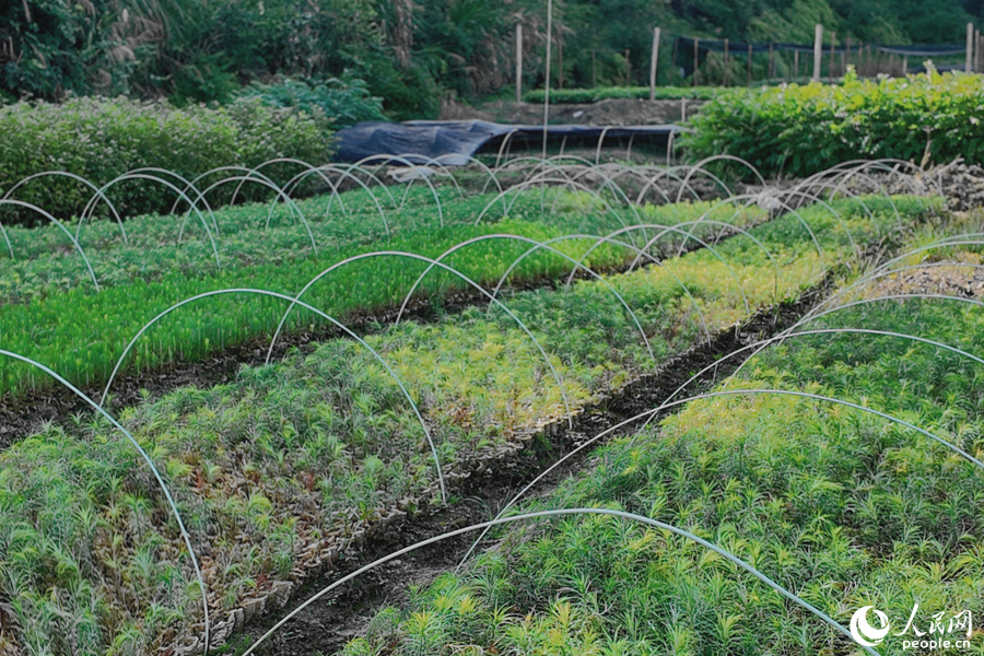 清流縣保障性苗圃的育苗區(qū)。人民網(wǎng) 楊灝昱攝