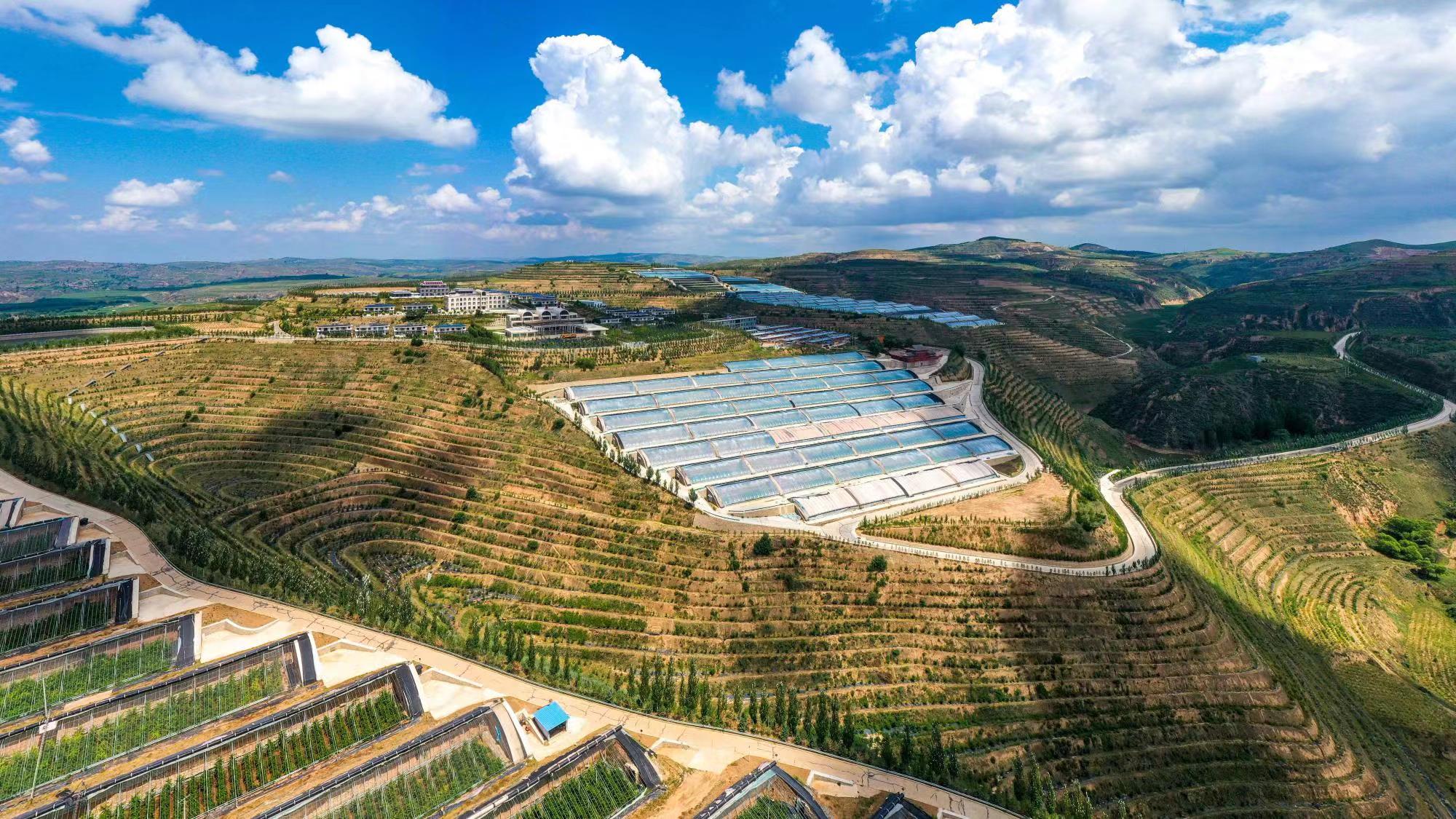 榆嶺窊村豐禾農場的果蔬大棚。