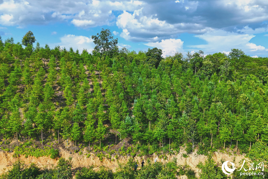 “一林三吃”的經(jīng)營模式豐富了林下經(jīng)濟(jì)的多樣性。人民網(wǎng) 李昌乾攝