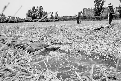 連日來，黃淮海持續(xù)高溫少雨，部分地區(qū)旱情仍在發(fā)展。圖為山東省肥城市通過蓄引提調(diào)相結(jié)合的辦法，多措并舉搶灌溉、保苗情。 新華社發(fā)