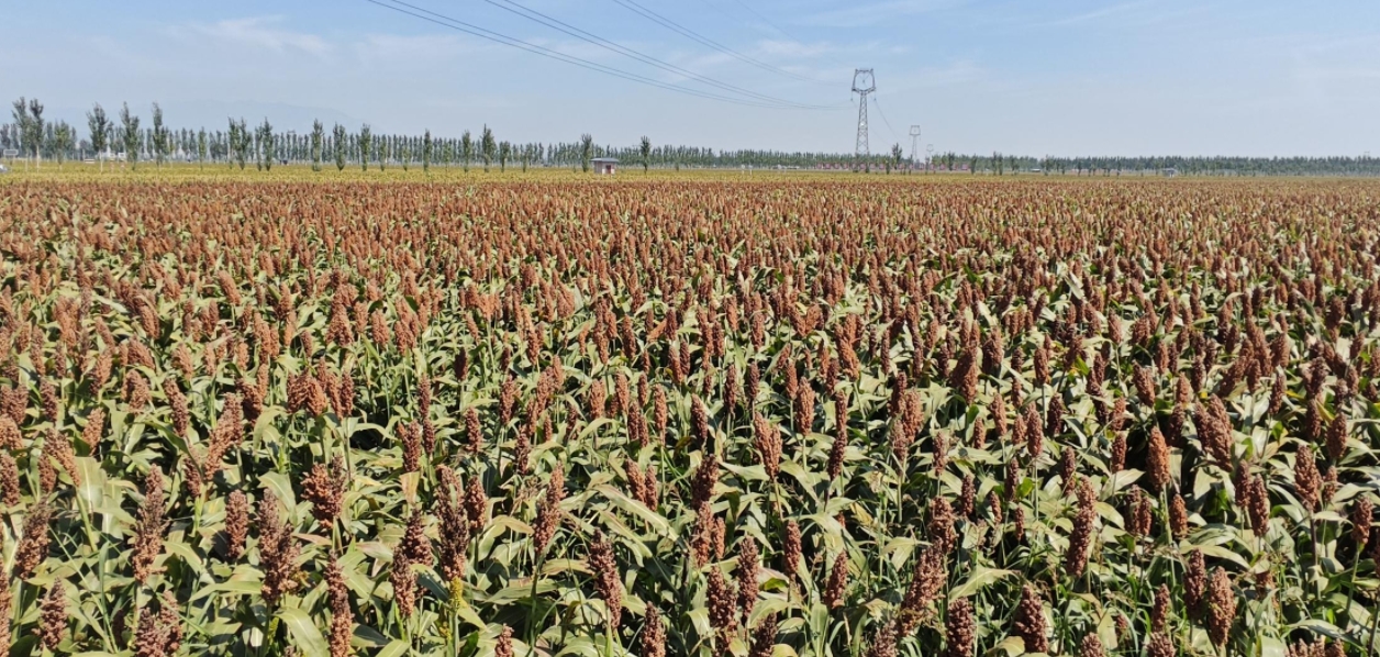 “汾享杏?!爆F(xiàn)代農業(yè)科技示范園。郝建攝