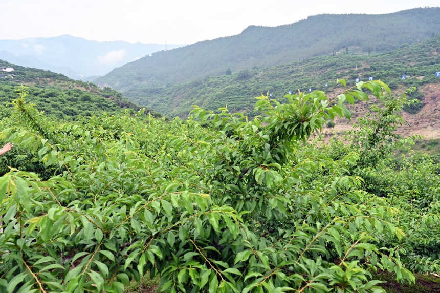 柑園村漫山遍野的脆李樹。鄒樂攝