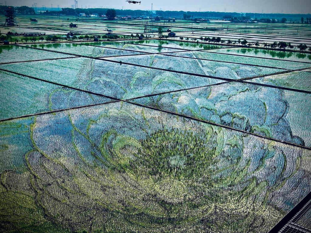 國色山河主題稻田畫。人民網(wǎng)記者 任妍攝