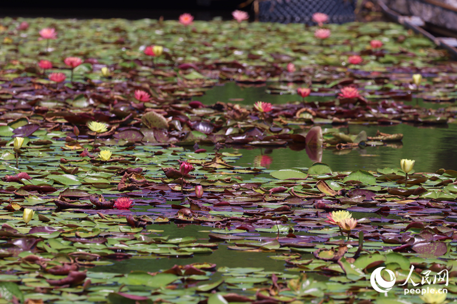 藏在繁花深處的3朵雙色睡蓮。人民網(wǎng)記者 陳博攝