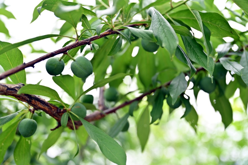 巫山縣曲尺鄉(xiāng)柑園村的脆李樹掛滿青果。鄒樂攝