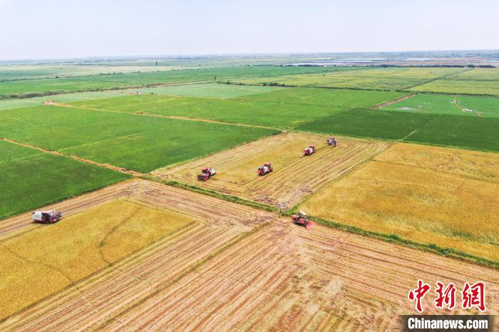 圖為在南昌縣大田農(nóng)社，收割機(jī)正在收割早稻?！⒘?攝