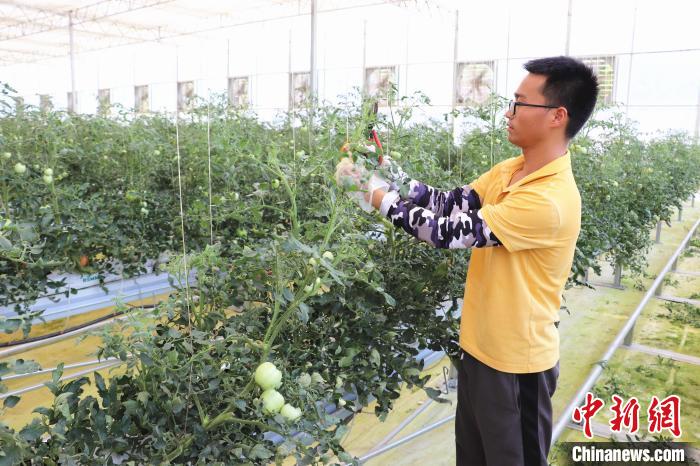 圖為在紅谷灘區(qū)元宇宙·VR數(shù)字農(nóng)業(yè)示范基地七彩番茄培育車間內(nèi)，農(nóng)業(yè)技術(shù)員正在對(duì)番茄植株進(jìn)行修剪。　熊錦陽(yáng) 攝