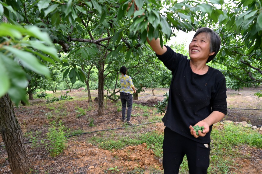 村民們搶抓農(nóng)時，忙著為脆李樹疏果。鄒樂攝