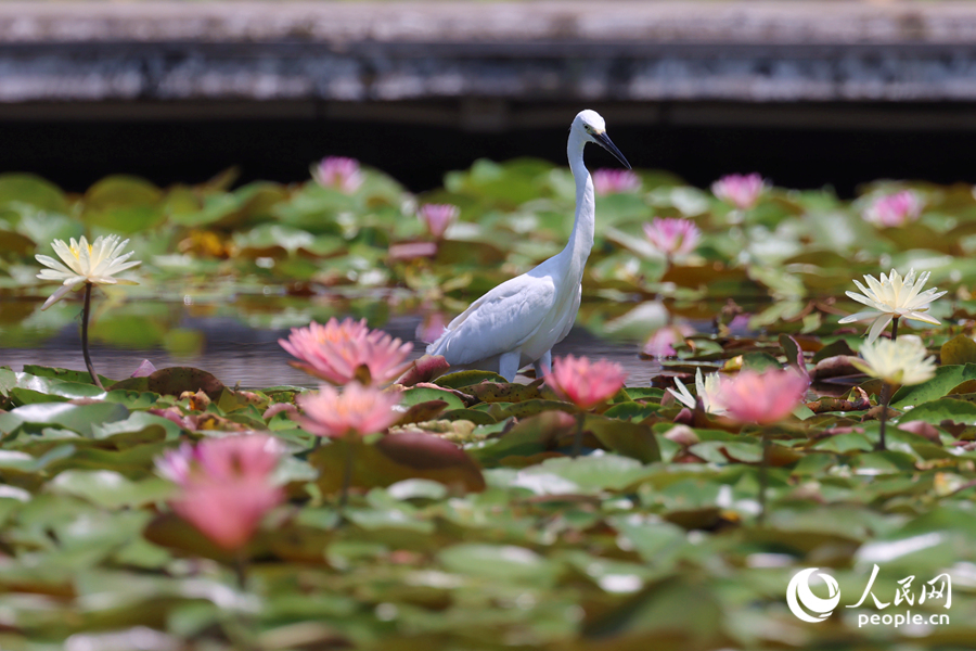 白鷺在睡蓮盛開的池塘中流連。人民網(wǎng)記者 陳博攝