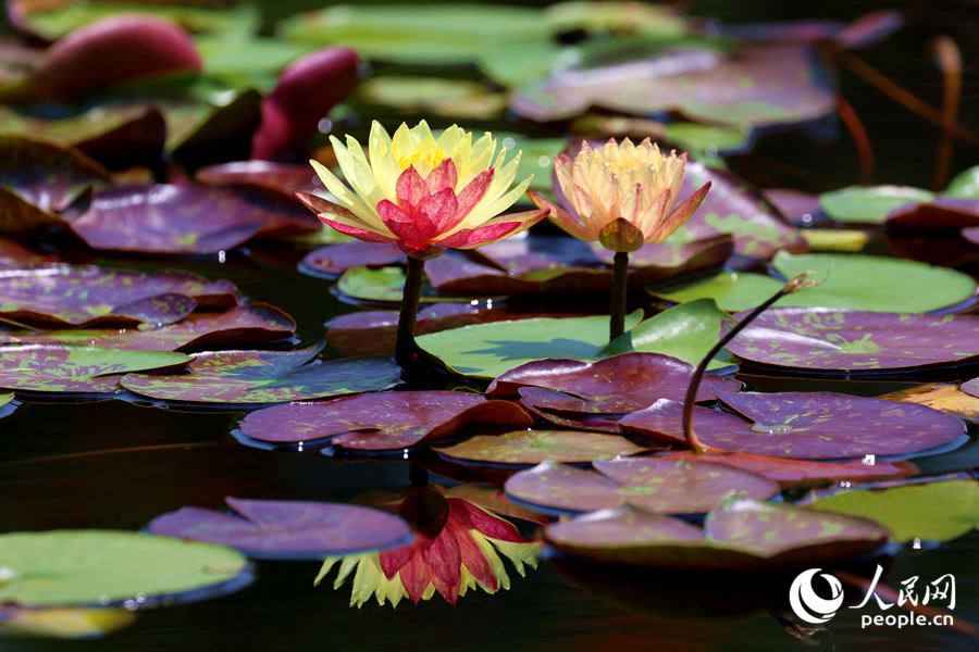 雙色睡蓮與翠綠的蓮葉、清澈的池水相映成畫。人民網(wǎng)記者 陳博攝
