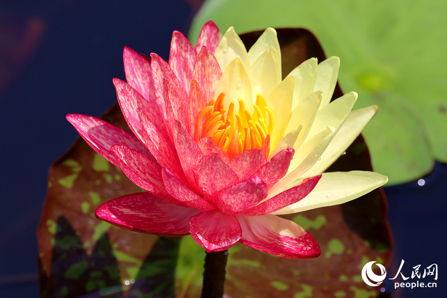 廈門海灣公園中，雙色睡蓮嬌艷欲滴。人民網(wǎng)記者 陳博攝