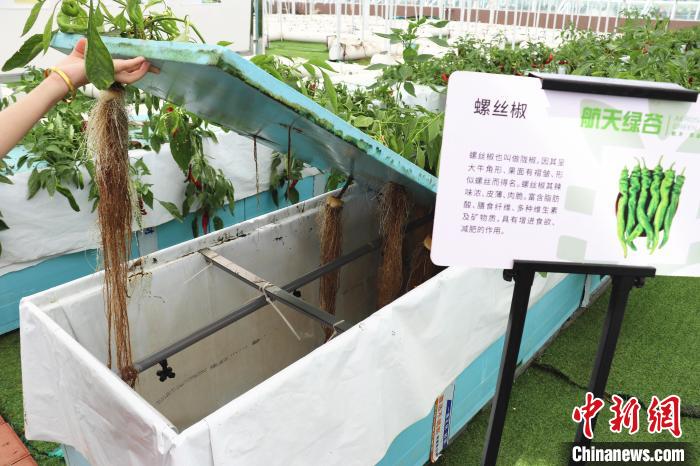 圖為在南昌市紅谷灘區(qū)元宇宙·VR數(shù)字農(nóng)業(yè)示范基地氣霧培養(yǎng)車間里，螺絲椒長(zhǎng)勢(shì)良好?！⌒苠\陽(yáng) 攝