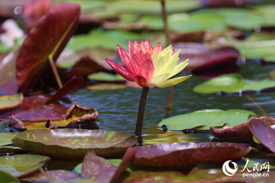亭亭玉立于水中央的雙色睡蓮。人民網(wǎng)記者 陳博攝