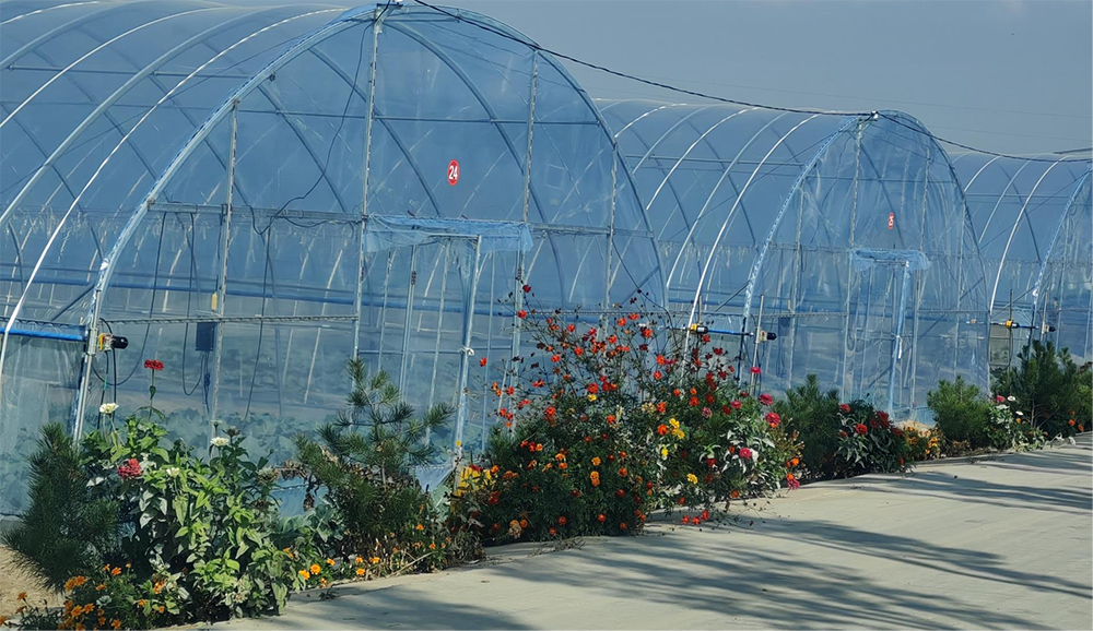 西馬寨村大棚種植。人民網記者 趙芳攝