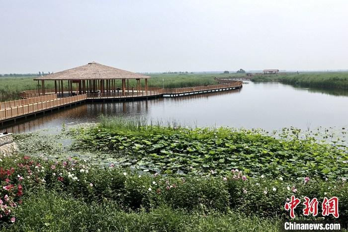 從完成頂層設(shè)計(jì)到如火如荼大規(guī)模建設(shè)，六年來，雄安新區(qū)如春天的竹子一般拔節(jié)生長，這座承載千年大計(jì)的“未來之城”已雄姿初顯。從“一張白紙”開始著墨，如今的雄安新區(qū)已是濃墨重彩的“山水畫”。<a target='_blank' href='/'>中新社</a>記者近日走訪了雄安新區(qū)多地，從“藍(lán)綠金”三色感受這座“未來之城”的巨大變化。圖為7月20日，河北白洋淀上荷花滿淀、蘆花搖曳。 <a target='_blank' href='/'>中新社</a>記者 易海菲 攝